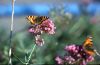 82-02-30-Butterflies.jpg